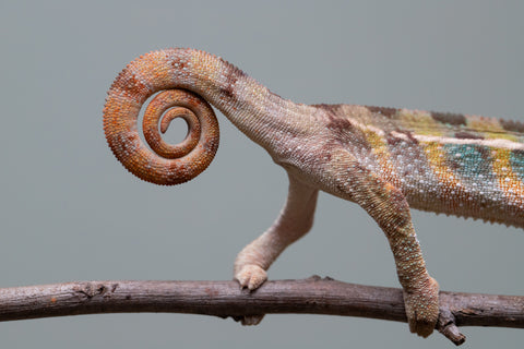 Holdbacks/Individuals: Ambilobe group from "Mahaliana" (AKA Curious) x "Hasaka-ony" (AKA Yellow River) - Hatched June/July 2025 - Male #1