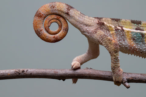 Holdbacks/Individuals: Ambilobe group from "Mahaliana" (AKA Curious) x "Hasaka-ony" (AKA Yellow River) - Hatched June/July 2025 - Male #1