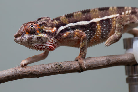 Holdbacks/Individuals: Ambilobe group from "Mahaliana" (AKA Curious) x "Hasaka-ony" (AKA Yellow River) - Hatched June/July 2025 - Male #1