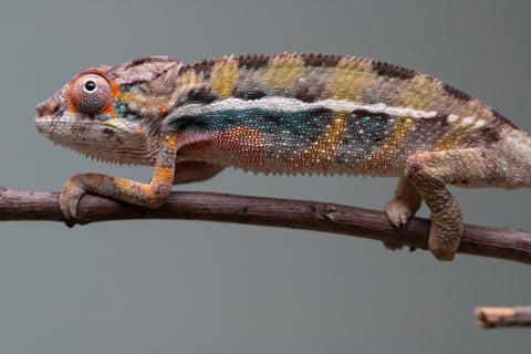 Holdbacks/Individuals: Ambilobe group from "Mahaliana" (AKA Curious) x "Hasaka-ony" (AKA Yellow River) - Hatched June/July 2025 - Male #1