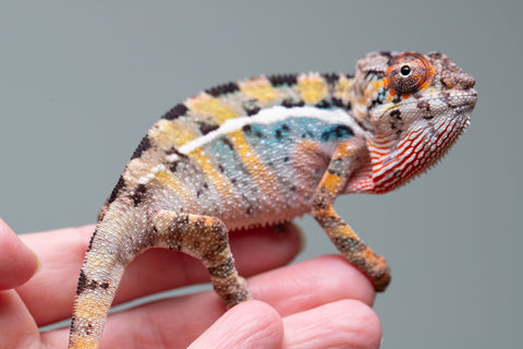 Holdbacks/Individuals: Ambilobe group from "Mahaliana" (AKA Curious) x "Hasaka-ony" (AKA Yellow River) - Hatched June/July 2025 - Male #1