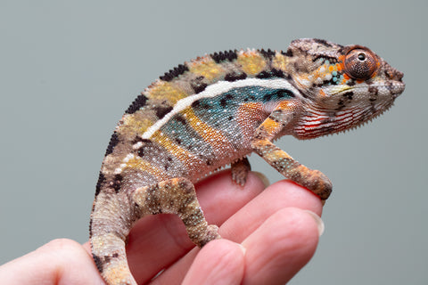 Holdbacks/Individuals: Ambilobe group from "Mahaliana" (AKA Curious) x "Hasaka-ony" (AKA Yellow River) - Hatched June/July 2025 - Male #1