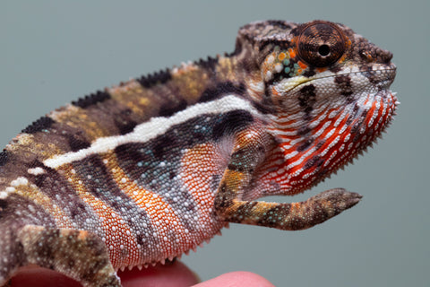 Holdbacks/Individuals: Ambilobe group from "Mahaliana" (AKA Curious) x "Hasaka-ony" (AKA Yellow River) - Hatched June/July 2025 - Male #1