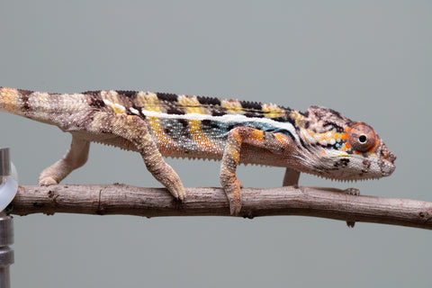 Holdbacks/Individuals: Ambilobe group from "Mahaliana" (AKA Curious) x "Hasaka-ony" (AKA Yellow River) - Hatched June/July 2025 - Male #1