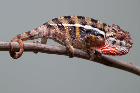 Holdbacks/Individuals: Ambilobe group from "Mahaliana" (AKA Curious) x "Hasaka-ony" (AKA Yellow River) - Hatched June/July 2025 - Male #1