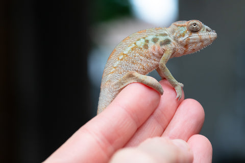 Holdbacks/Individuals: Ambilobe Offspring From "Mahaliana" (AKA Curious) x "Madity" (AKA Sticky) - Hatched Jan 2026 - Female #1