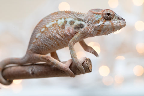 Holdbacks/Individuals: Ambilobe Offspring From "Mahaliana" (AKA Curious) x "Madity" (AKA Sticky) - Hatched Jan 2026 - Female #1