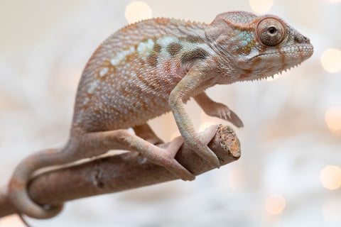 Holdbacks/Individuals: Ambilobe Offspring From "Mahaliana" (AKA Curious) x "Madity" (AKA Sticky) - Hatched Jan 2026 - Female #1