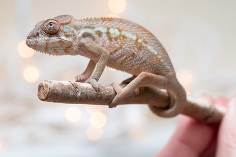 Holdbacks/Individuals: Ambilobe Offspring From "Mahaliana" (AKA Curious) x "Madity" (AKA Sticky) - Hatched Jan 2026 - Female #1