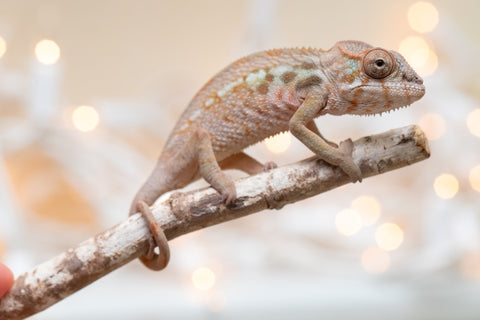 Holdbacks/Individuals: Ambilobe Offspring From "Mahaliana" (AKA Curious) x "Madity" (AKA Sticky) - Hatched Jan 2026 - Female #1