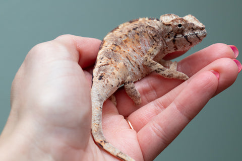 Ambilobe From "Mahaliana" (AKA Curious) x "Madity" (AKA Sticky) - Hatched Jan 2026 - Female #1