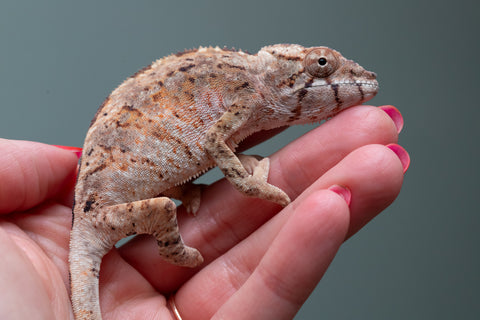Ambilobe From "Mahaliana" (AKA Curious) x "Madity" (AKA Sticky) - Hatched Jan 2026 - Female #1