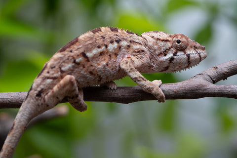 Ambilobe From "Mahaliana" (AKA Curious) x "Madity" (AKA Sticky) - Hatched Jan 2026 - Female #1