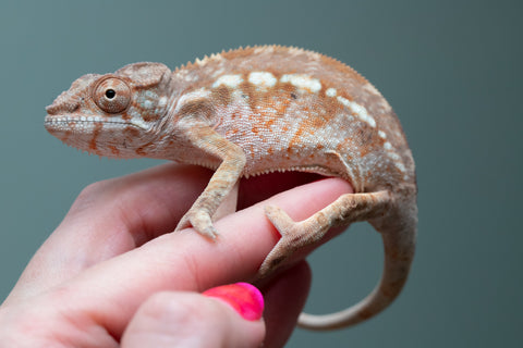 Ambilobe From "Mahaliana" (AKA Curious) x "Madity" (AKA Sticky) - Hatched Jan 2026 - Female #1