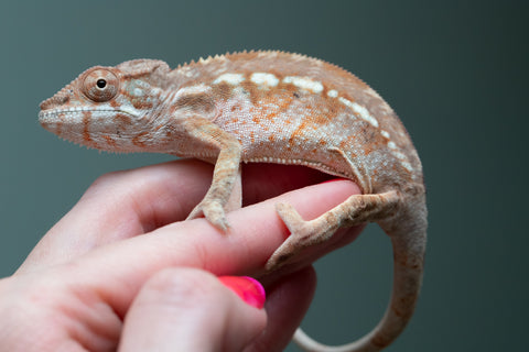 Ambilobe From "Mahaliana" (AKA Curious) x "Madity" (AKA Sticky) - Hatched Jan 2026 - Female #1