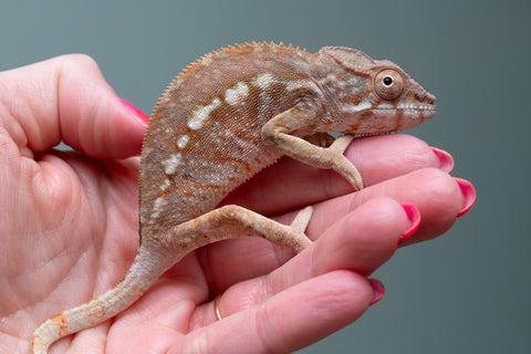 Ambilobe From "Mahaliana" (AKA Curious) x "Madity" (AKA Sticky) - Hatched Jan 2026 - Female #1