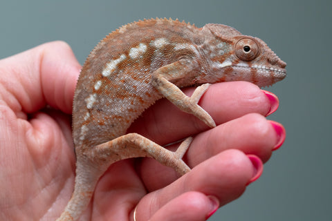 Ambilobe From "Mahaliana" (AKA Curious) x "Madity" (AKA Sticky) - Hatched Jan 2026 - Female #1