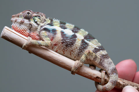 Holdbacks/Individuals: Ambilobe Offspring From "Mahaliana" (AKA Curious) x "Madity" (AKA Sticky) - Hatched Jan 2026 - Male #1