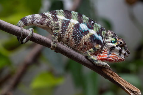 Holdbacks/Individuals: Ambilobe Offspring From "Mahaliana" (AKA Curious) x "Madity" (AKA Sticky) - Hatched Jan 2026 - Male #1