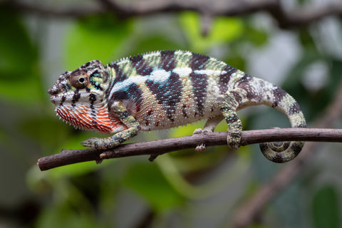 Holdbacks/Individuals: Ambilobe Offspring From "Mahaliana" (AKA Curious) x "Madity" (AKA Sticky) - Hatched Jan 2026 - Male #1