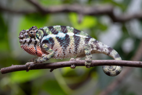 Holdbacks/Individuals: Ambilobe Offspring From "Mahaliana" (AKA Curious) x "Madity" (AKA Sticky) - Hatched Jan 2026 - Male #1