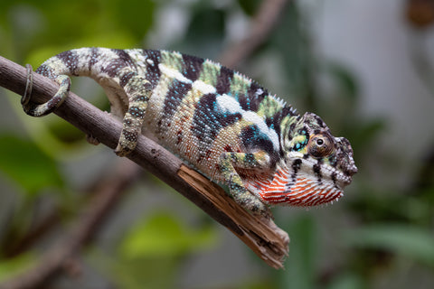 Holdbacks/Individuals: Ambilobe Offspring From "Mahaliana" (AKA Curious) x "Madity" (AKA Sticky) - Hatched Jan 2026 - Male #1