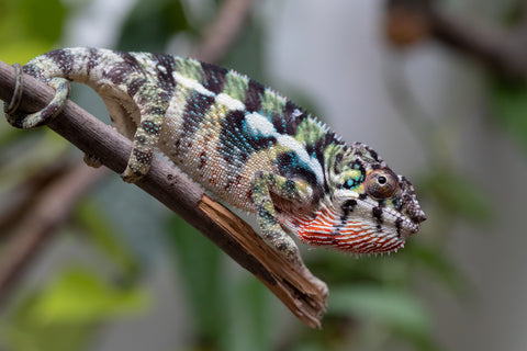 Holdbacks/Individuals: Ambilobe Offspring From "Mahaliana" (AKA Curious) x "Madity" (AKA Sticky) - Hatched Jan 2026 - Male #1