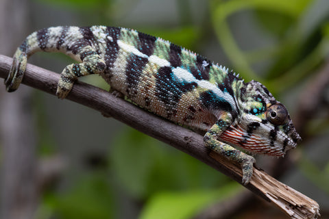 Holdbacks/Individuals: Ambilobe Offspring From "Mahaliana" (AKA Curious) x "Madity" (AKA Sticky) - Hatched Jan 2026 - Male #1