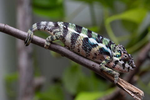 Holdbacks/Individuals: Ambilobe Offspring From "Mahaliana" (AKA Curious) x "Madity" (AKA Sticky) - Hatched Jan 2026 - Male #1