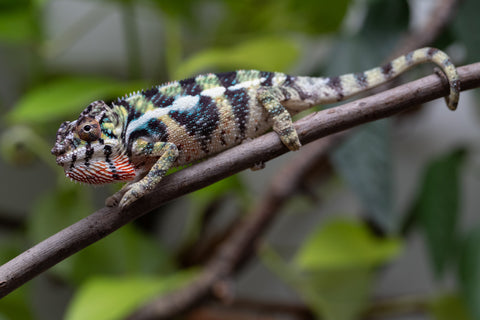 Holdbacks/Individuals: Ambilobe Offspring From "Mahaliana" (AKA Curious) x "Madity" (AKA Sticky) - Hatched Jan 2026 - Male #1