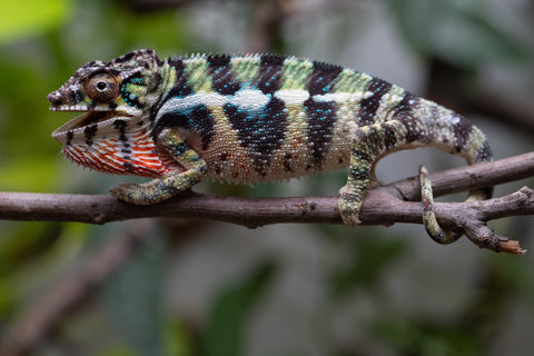Holdbacks/Individuals: Ambilobe Offspring From "Mahaliana" (AKA Curious) x "Madity" (AKA Sticky) - Hatched Jan 2026 - Male #1