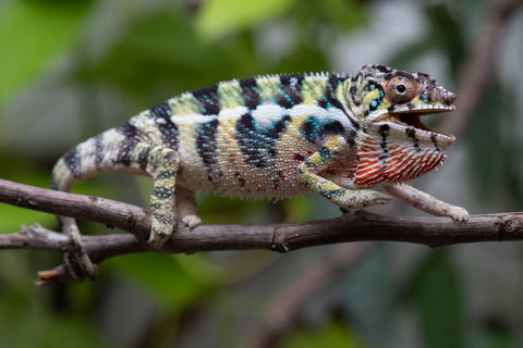 Holdbacks/Individuals: Ambilobe Offspring From "Mahaliana" (AKA Curious) x "Madity" (AKA Sticky) - Hatched Jan 2026 - Male #1