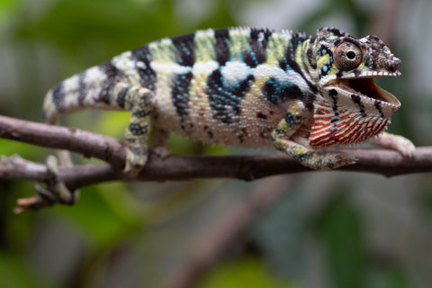 Holdbacks/Individuals: Ambilobe Offspring From "Mahaliana" (AKA Curious) x "Madity" (AKA Sticky) - Hatched Jan 2026 - Male #1
