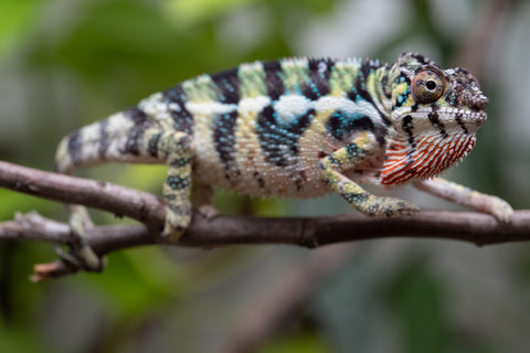 Holdbacks/Individuals: Ambilobe Offspring From "Mahaliana" (AKA Curious) x "Madity" (AKA Sticky) - Hatched Jan 2026 - Male #1