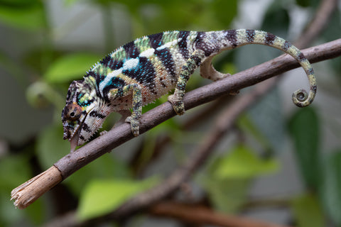 Holdbacks/Individuals: Ambilobe Offspring From "Mahaliana" (AKA Curious) x "Madity" (AKA Sticky) - Hatched Jan 2026 - Male #1