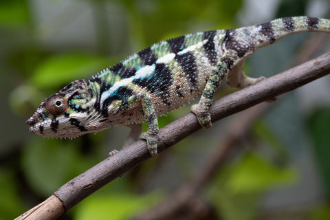 Holdbacks/Individuals: Ambilobe Offspring From "Mahaliana" (AKA Curious) x "Madity" (AKA Sticky) - Hatched Jan 2026 - Male #1