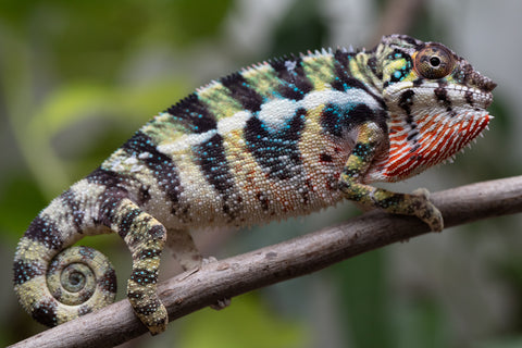 Holdbacks/Individuals: Ambilobe Offspring From "Mahaliana" (AKA Curious) x "Madity" (AKA Sticky) - Hatched Jan 2026 - Male #1