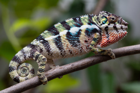 Holdbacks/Individuals: Ambilobe Offspring From "Mahaliana" (AKA Curious) x "Madity" (AKA Sticky) - Hatched Jan 2026 - Male #1