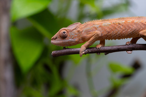Ambilobe From "Mahaliana" (AKA Curious) x "Madio-rano" (AKA Clearwater) - Hatched Feb - March 2026 - Female #2