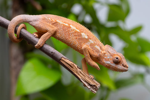 Ambilobe From "Mahaliana" (AKA Curious) x "Madio-rano" (AKA Clearwater) - Hatched Feb - March 2026 - Female #2