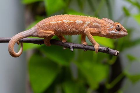 Ambilobe From "Mahaliana" (AKA Curious) x "Madio-rano" (AKA Clearwater) - Hatched Feb - March 2026 - Female #2