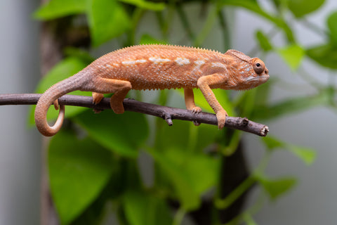 Ambilobe From "Mahaliana" (AKA Curious) x "Madio-rano" (AKA Clearwater) - Hatched Feb - March 2026 - Female #2