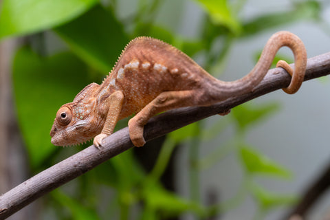 Ambilobe From "Mahaliana" (AKA Curious) x "Madio-rano" (AKA Clearwater) - Hatched Feb - March 2026 - Female #2