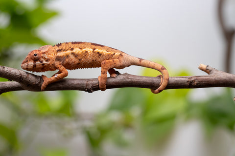 Ambilobe From "Mahaliana" (AKA Curious) x "Madity" (AKA Sticky) - Hatched Feb - March 2026 - Female #1