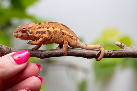 Ambilobe From "Mahaliana" (AKA Curious) x "Madity" (AKA Sticky) - Hatched Feb - March 2026 - Female #1