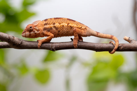 Ambilobe From "Mahaliana" (AKA Curious) x "Madity" (AKA Sticky) - Hatched Feb - March 2026 - Female #1