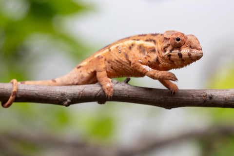 Ambilobe From "Mahaliana" (AKA Curious) x "Madity" (AKA Sticky) - Hatched Feb - March 2026 - Female #1