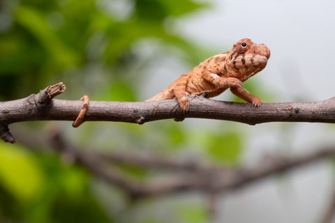 Ambilobe From "Mahaliana" (AKA Curious) x "Madity" (AKA Sticky) - Hatched Feb - March 2026 - Female #1