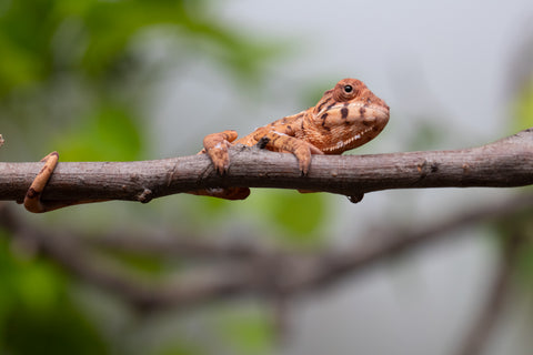 Ambilobe From "Mahaliana" (AKA Curious) x "Madity" (AKA Sticky) - Hatched Feb - March 2026 - Female #1