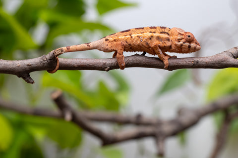 Ambilobe From "Mahaliana" (AKA Curious) x "Madity" (AKA Sticky) - Hatched Feb - March 2026 - Female #1